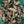 Load image into Gallery viewer, NC Select Single Oysters