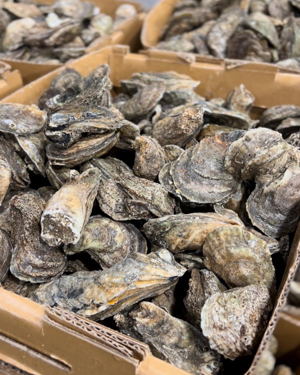 NC Select Single Oysters
