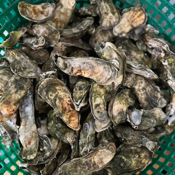 NC Select Single Oysters