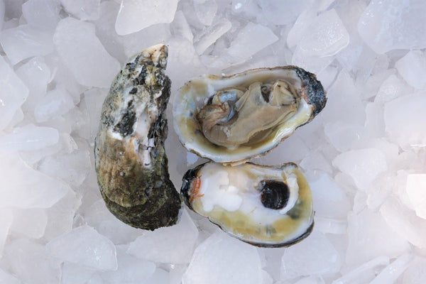 NC Select Oysters